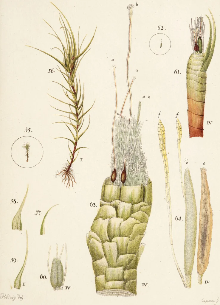 An illustration from Fundamentum historiae naturalis muscorum frondosorum concernens eorum flores, fructus, seminalem propagationem adjecta generum dispositione methodica. Iconibus illustratis / [Johann Hedwig]., 1782, leaf 157