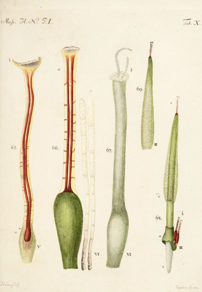An illustration from Fundamentum historiae naturalis muscorum frondosorum concernens eorum flores, fructus, seminalem propagationem adjecta generum dispositione methodica. Iconibus illustratis / [Johann Hedwig]., 1782, leaf 159
