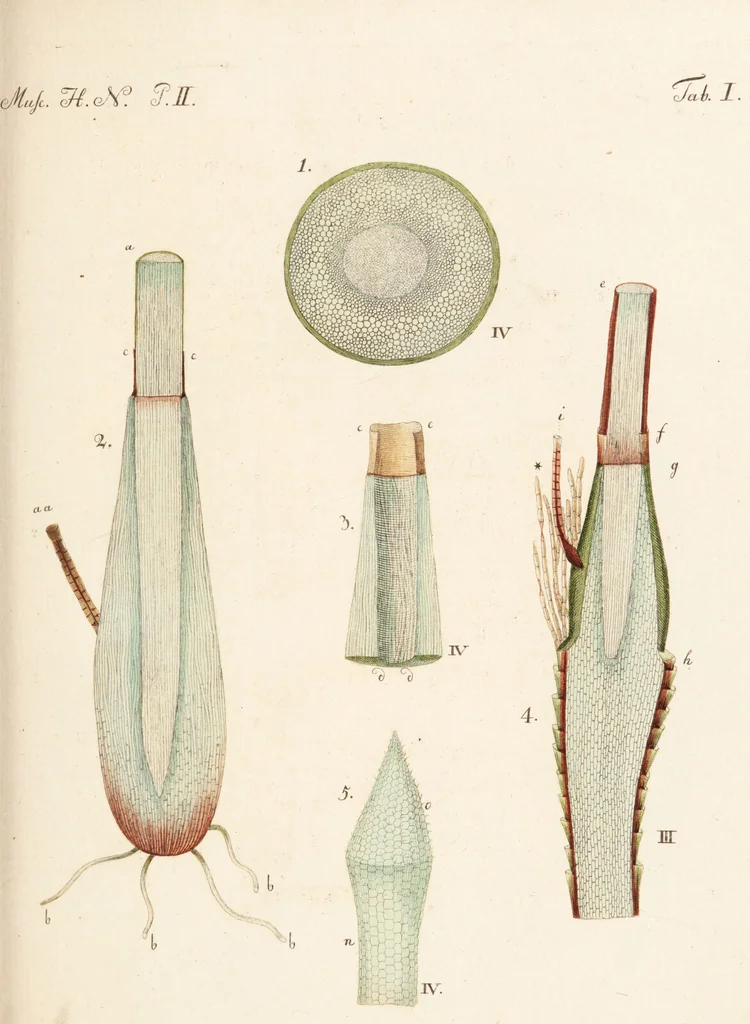 An illustration from Fundamentum historiae naturalis muscorum frondosorum concernens eorum flores, fructus, seminalem propagationem adjecta generum dispositione methodica. Iconibus illustratis / [Johann Hedwig]., 1782, leaf 281