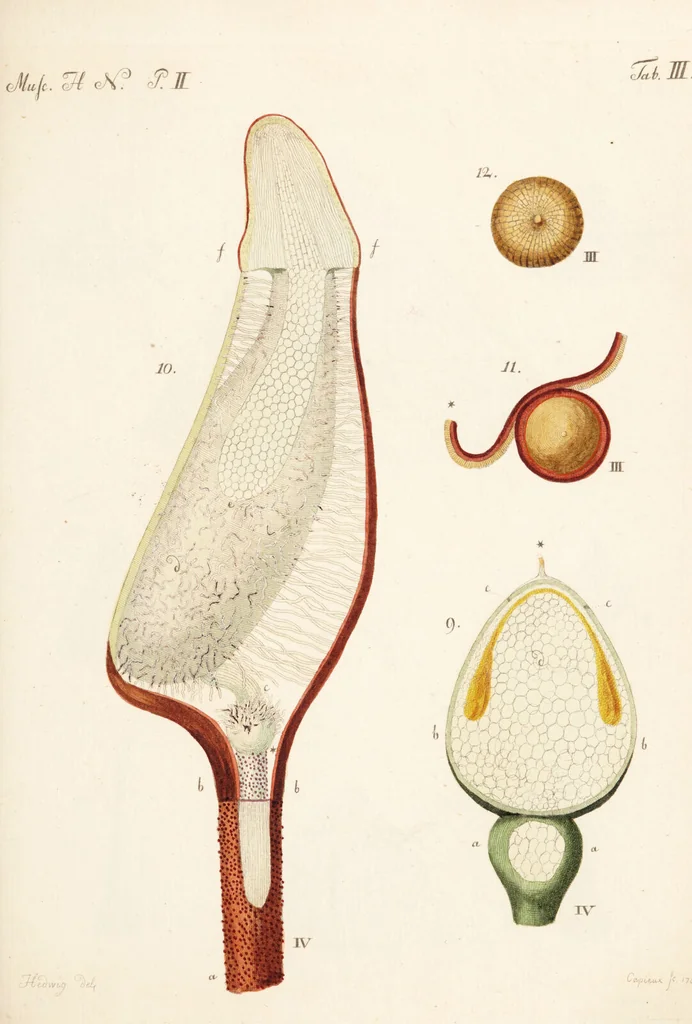 An illustration from Fundamentum historiae naturalis muscorum frondosorum concernens eorum flores, fructus, seminalem propagationem adjecta generum dispositione methodica. Iconibus illustratis / [Johann Hedwig]., 1782, leaf 285