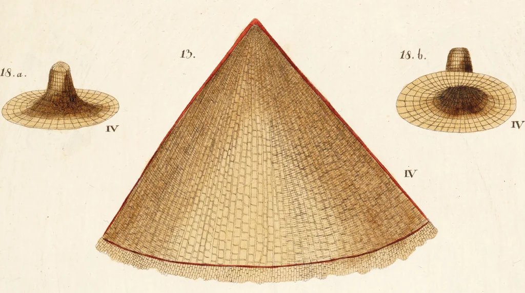 An illustration from Fundamentum historiae naturalis muscorum frondosorum concernens eorum flores, fructus, seminalem propagationem adjecta generum dispositione methodica. Iconibus illustratis / [Johann Hedwig]., 1782, leaf 287