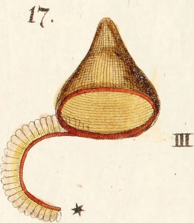 An illustration from Fundamentum historiae naturalis muscorum frondosorum concernens eorum flores, fructus, seminalem propagationem adjecta generum dispositione methodica. Iconibus illustratis / [Johann Hedwig]., 1782, leaf 287