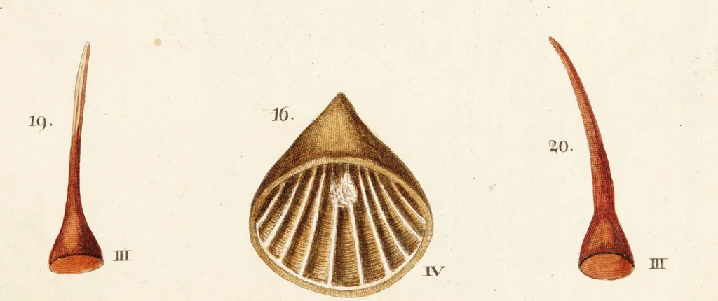An illustration from Fundamentum historiae naturalis muscorum frondosorum concernens eorum flores, fructus, seminalem propagationem adjecta generum dispositione methodica. Iconibus illustratis / [Johann Hedwig]., 1782, leaf 287