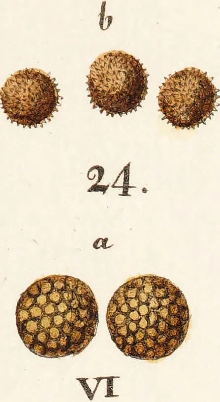 An illustration from Fundamentum historiae naturalis muscorum frondosorum concernens eorum flores, fructus, seminalem propagationem adjecta generum dispositione methodica. Iconibus illustratis / [Johann Hedwig]., 1782, leaf 289
