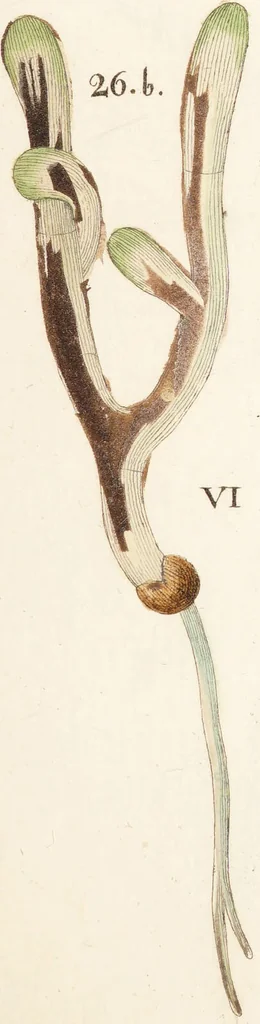 An illustration from Fundamentum historiae naturalis muscorum frondosorum concernens eorum flores, fructus, seminalem propagationem adjecta generum dispositione methodica. Iconibus illustratis / [Johann Hedwig]., 1782, leaf 289