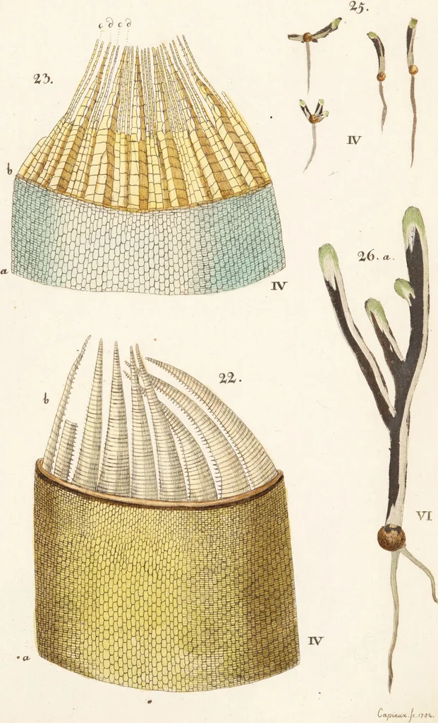 An illustration from Fundamentum historiae naturalis muscorum frondosorum concernens eorum flores, fructus, seminalem propagationem adjecta generum dispositione methodica. Iconibus illustratis / [Johann Hedwig]., 1782, leaf 289