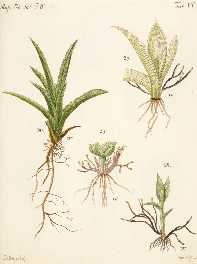 An illustration from Fundamentum historiae naturalis muscorum frondosorum concernens eorum flores, fructus, seminalem propagationem adjecta generum dispositione methodica. Iconibus illustratis / [Johann Hedwig]., 1782, leaf 291