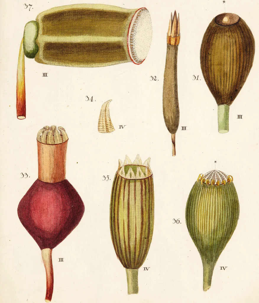 An illustration from Fundamentum historiae naturalis muscorum frondosorum concernens eorum flores, fructus, seminalem propagationem adjecta generum dispositione methodica. Iconibus illustratis / [Johann Hedwig]., 1782, leaf 293