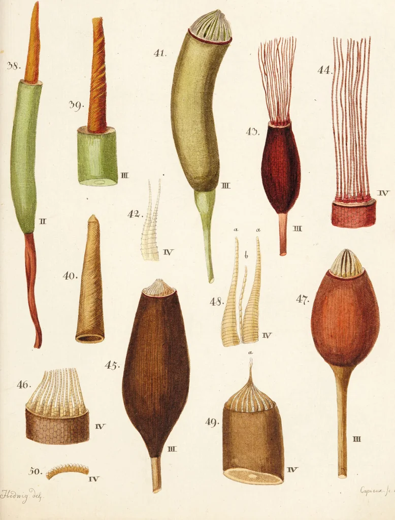 An illustration from Fundamentum historiae naturalis muscorum frondosorum concernens eorum flores, fructus, seminalem propagationem adjecta generum dispositione methodica. Iconibus illustratis / [Johann Hedwig]., 1782, leaf 295