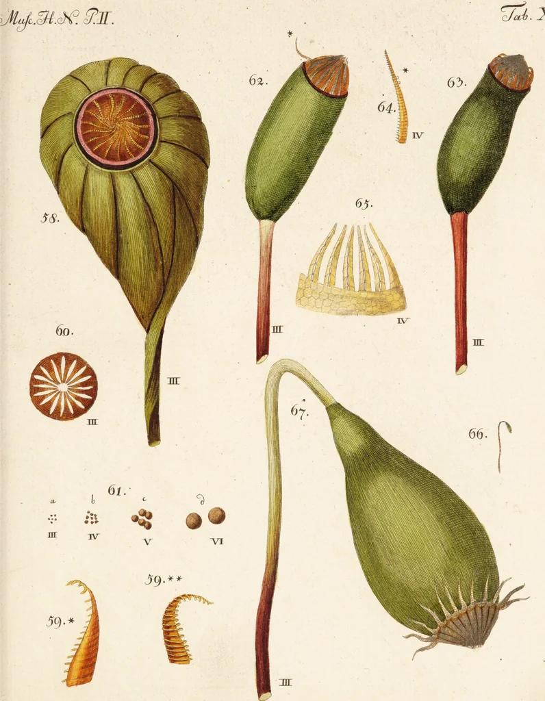 An illustration from Fundamentum historiae naturalis muscorum frondosorum concernens eorum flores, fructus, seminalem propagationem adjecta generum dispositione methodica. Iconibus illustratis / [Johann Hedwig]., 1782, leaf 299