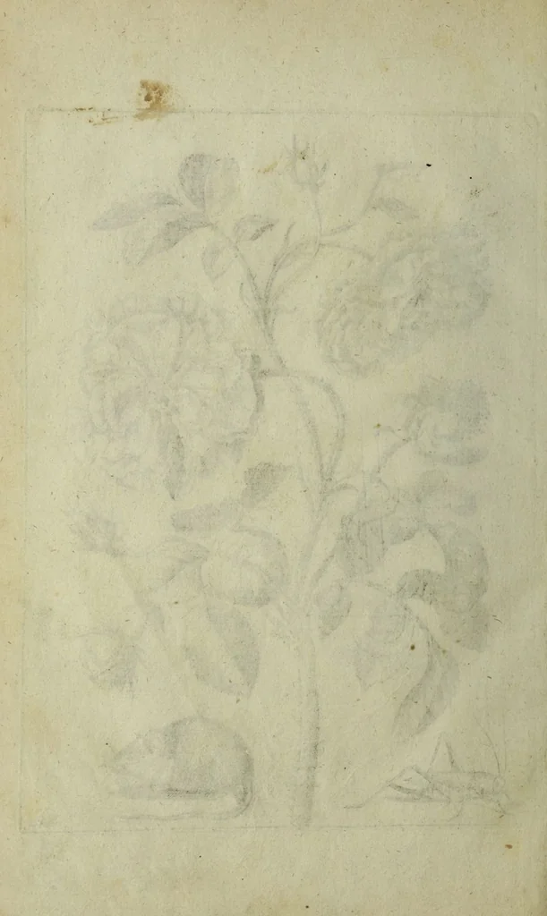 An illustration from Blumen und Insecten-Buch, darinnen auf das fleissigsten nicht allein die Blumen mit ihren Blättern nach den Leben ins Kupffer vor Augen gestellet; sondern auch jede Blume nach ihren eigentlichen Nahmen genennet, etc / [Anon]., 1790, leaf 102