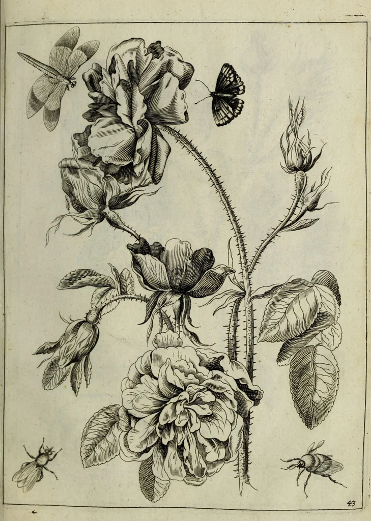 An illustration from Blumen und Insecten-Buch, darinnen auf das fleissigsten nicht allein die Blumen mit ihren Blättern nach den Leben ins Kupffer vor Augen gestellet; sondern auch jede Blume nach ihren eigentlichen Nahmen genennet, etc / [Anon]., 1790, leaf 103