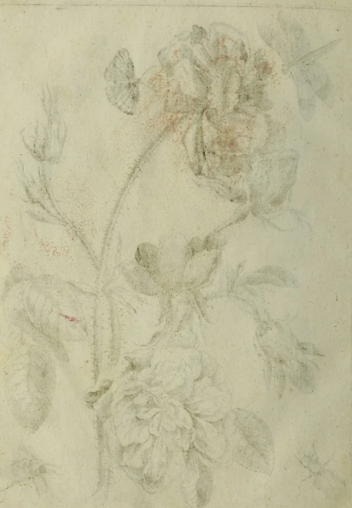 An illustration from Blumen und Insecten-Buch, darinnen auf das fleissigsten nicht allein die Blumen mit ihren Blättern nach den Leben ins Kupffer vor Augen gestellet; sondern auch jede Blume nach ihren eigentlichen Nahmen genennet, etc / [Anon]., 1790, leaf 104