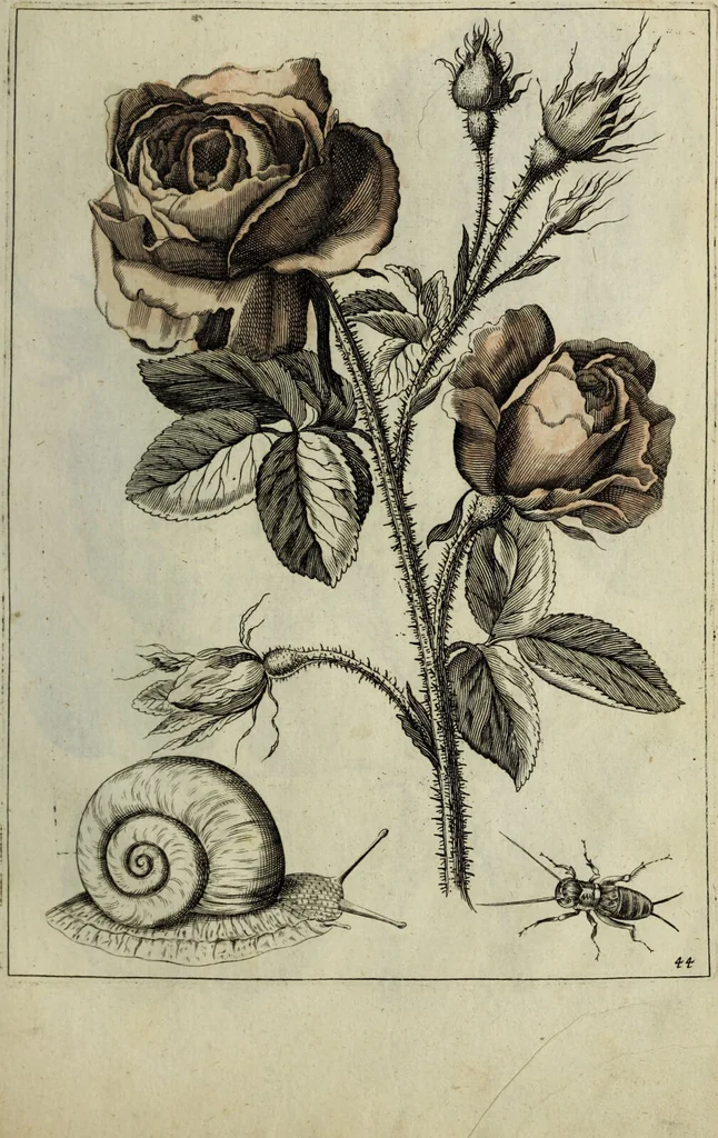 An illustration from Blumen und Insecten-Buch, darinnen auf das fleissigsten nicht allein die Blumen mit ihren Blättern nach den Leben ins Kupffer vor Augen gestellet; sondern auch jede Blume nach ihren eigentlichen Nahmen genennet, etc / [Anon]., 1790, leaf 105