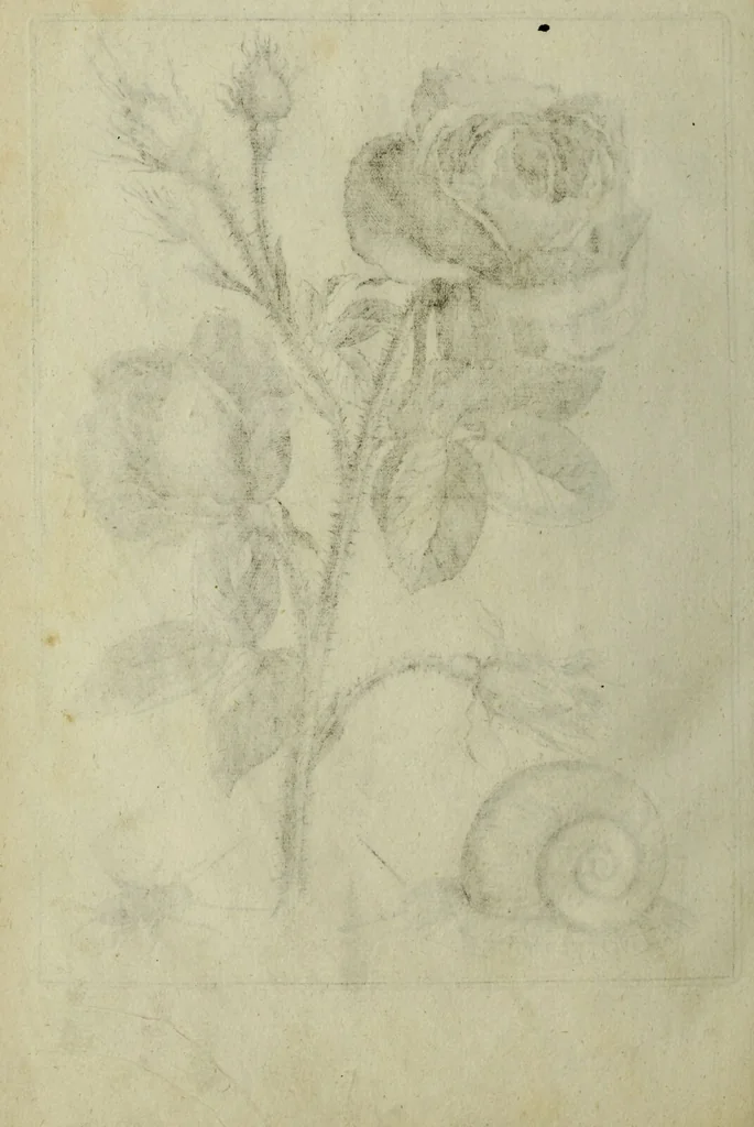 An illustration from Blumen und Insecten-Buch, darinnen auf das fleissigsten nicht allein die Blumen mit ihren Blättern nach den Leben ins Kupffer vor Augen gestellet; sondern auch jede Blume nach ihren eigentlichen Nahmen genennet, etc / [Anon]., 1790, leaf 106