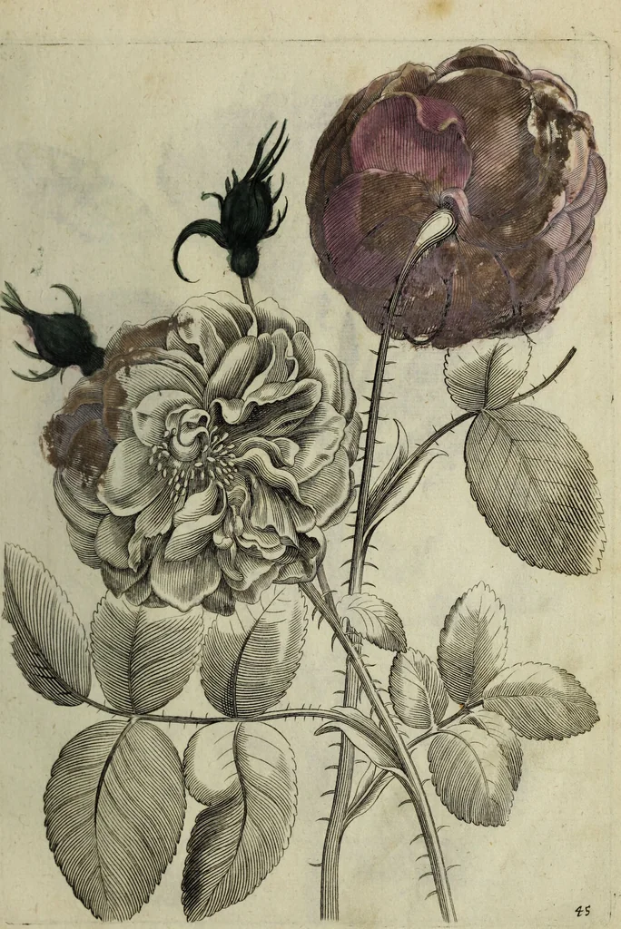 An illustration from Blumen und Insecten-Buch, darinnen auf das fleissigsten nicht allein die Blumen mit ihren Blättern nach den Leben ins Kupffer vor Augen gestellet; sondern auch jede Blume nach ihren eigentlichen Nahmen genennet, etc / [Anon]., 1790, leaf 107