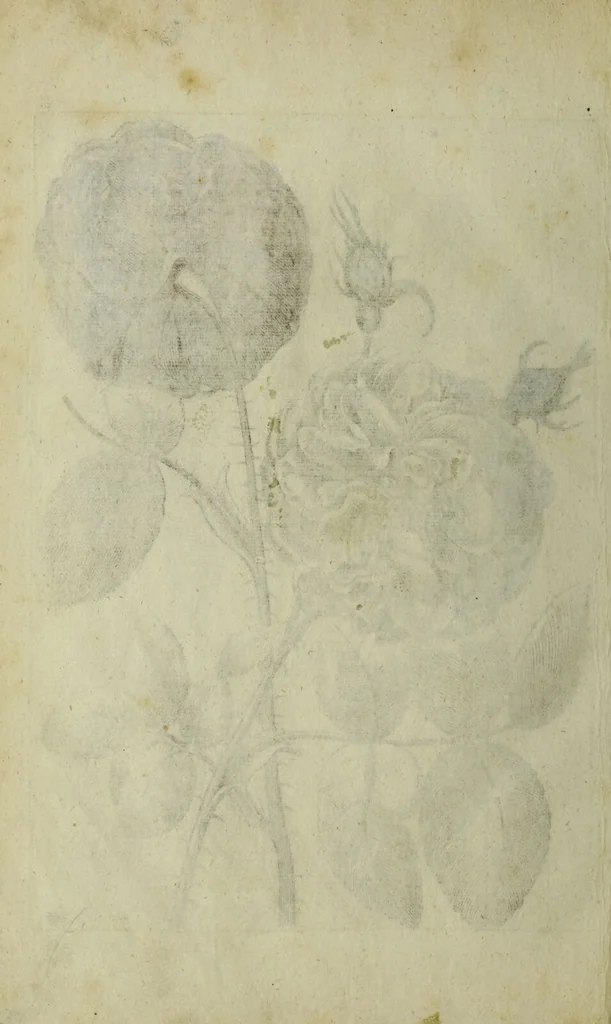 An illustration from Blumen und Insecten-Buch, darinnen auf das fleissigsten nicht allein die Blumen mit ihren Blättern nach den Leben ins Kupffer vor Augen gestellet; sondern auch jede Blume nach ihren eigentlichen Nahmen genennet, etc / [Anon]., 1790, leaf 108