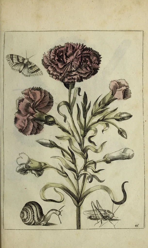 An illustration from Blumen und Insecten-Buch, darinnen auf das fleissigsten nicht allein die Blumen mit ihren Blättern nach den Leben ins Kupffer vor Augen gestellet; sondern auch jede Blume nach ihren eigentlichen Nahmen genennet, etc / [Anon]., 1790, leaf 109