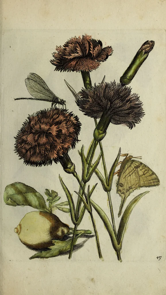An illustration from Blumen und Insecten-Buch, darinnen auf das fleissigsten nicht allein die Blumen mit ihren Blättern nach den Leben ins Kupffer vor Augen gestellet; sondern auch jede Blume nach ihren eigentlichen Nahmen genennet, etc / [Anon]., 1790, leaf 111