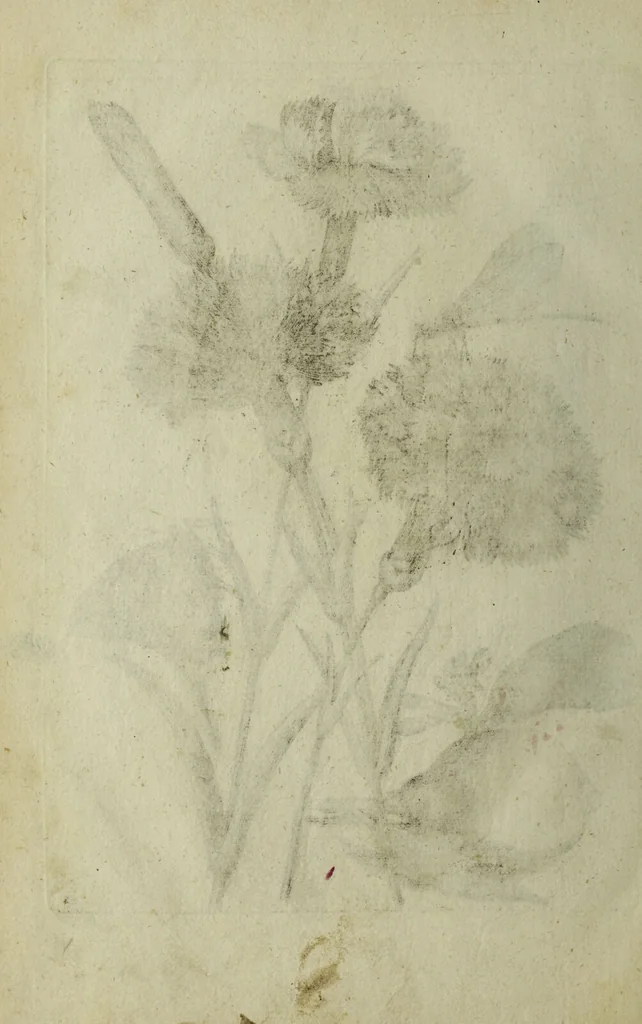 An illustration from Blumen und Insecten-Buch, darinnen auf das fleissigsten nicht allein die Blumen mit ihren Blättern nach den Leben ins Kupffer vor Augen gestellet; sondern auch jede Blume nach ihren eigentlichen Nahmen genennet, etc / [Anon]., 1790, leaf 112