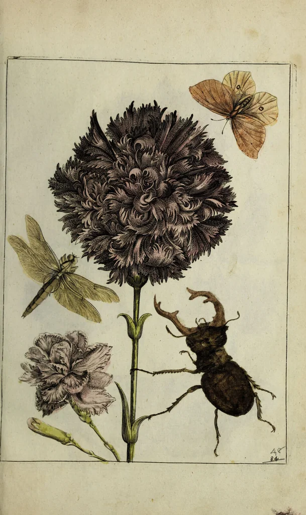 An illustration from Blumen und Insecten-Buch, darinnen auf das fleissigsten nicht allein die Blumen mit ihren Blättern nach den Leben ins Kupffer vor Augen gestellet; sondern auch jede Blume nach ihren eigentlichen Nahmen genennet, etc / [Anon]., 1790, leaf 113