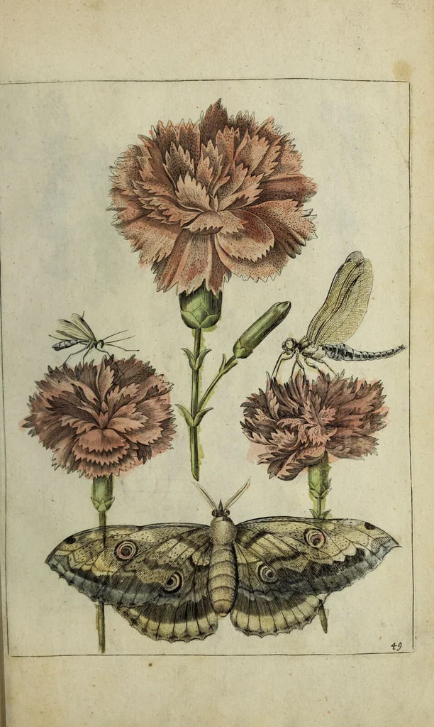 An illustration from Blumen und Insecten-Buch, darinnen auf das fleissigsten nicht allein die Blumen mit ihren Blättern nach den Leben ins Kupffer vor Augen gestellet; sondern auch jede Blume nach ihren eigentlichen Nahmen genennet, etc / [Anon]., 1790, leaf 115