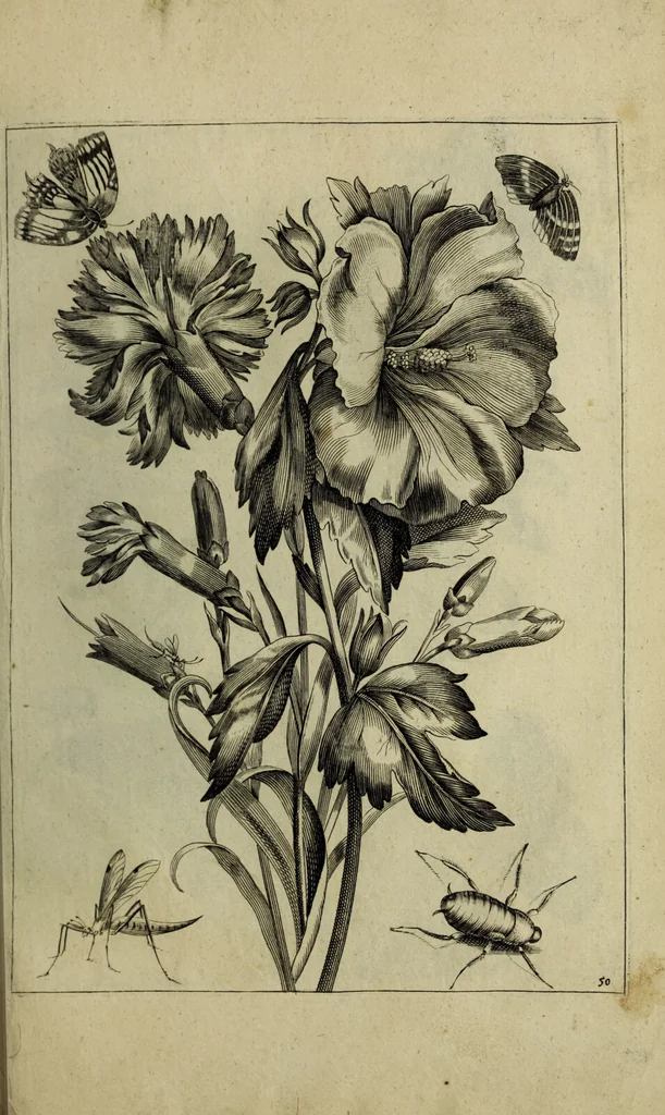 An illustration from Blumen und Insecten-Buch, darinnen auf das fleissigsten nicht allein die Blumen mit ihren Blättern nach den Leben ins Kupffer vor Augen gestellet; sondern auch jede Blume nach ihren eigentlichen Nahmen genennet, etc / [Anon]., 1790, leaf 117