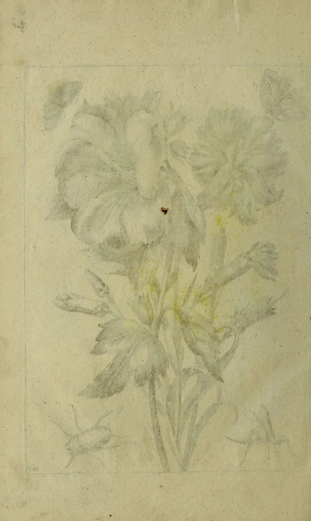 An illustration from Blumen und Insecten-Buch, darinnen auf das fleissigsten nicht allein die Blumen mit ihren Blättern nach den Leben ins Kupffer vor Augen gestellet; sondern auch jede Blume nach ihren eigentlichen Nahmen genennet, etc / [Anon]., 1790, leaf 118