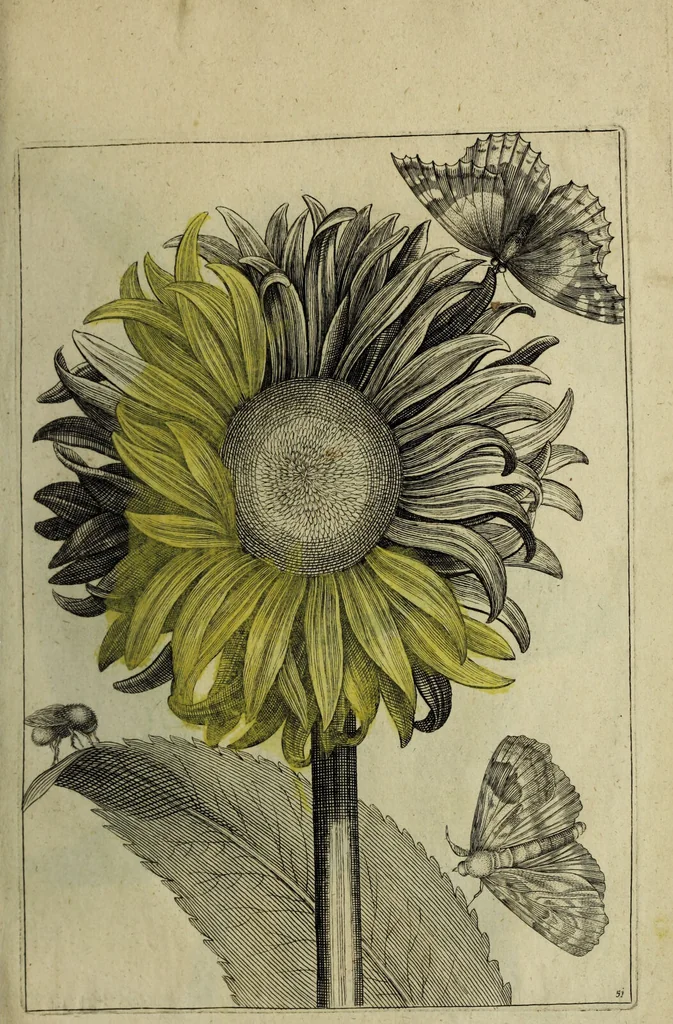 An illustration from Blumen und Insecten-Buch, darinnen auf das fleissigsten nicht allein die Blumen mit ihren Blättern nach den Leben ins Kupffer vor Augen gestellet; sondern auch jede Blume nach ihren eigentlichen Nahmen genennet, etc / [Anon]., 1790, leaf 119