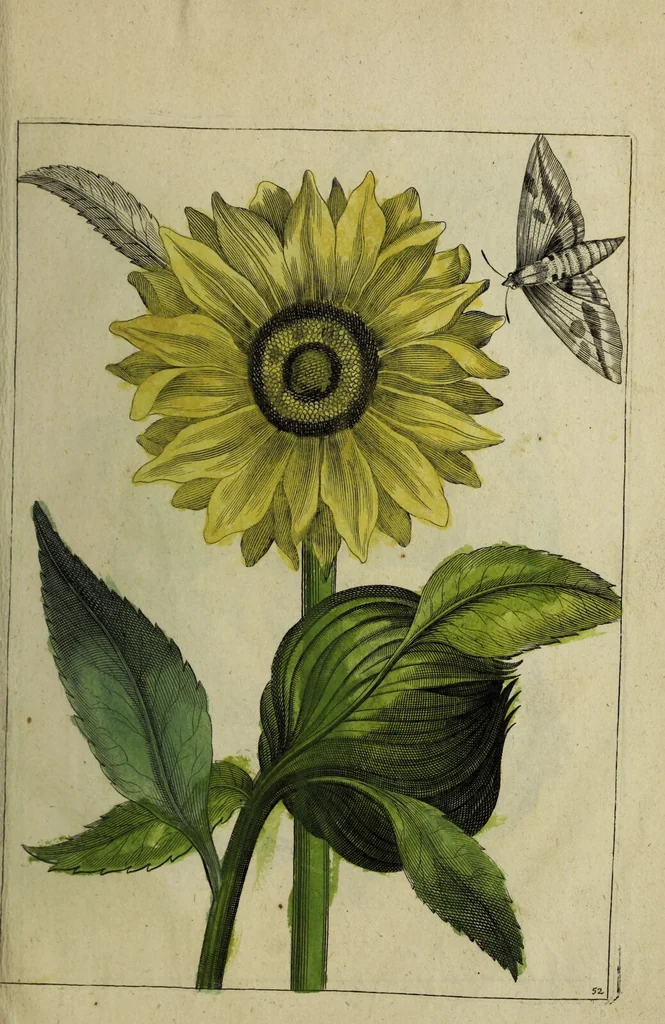 An illustration from Blumen und Insecten-Buch, darinnen auf das fleissigsten nicht allein die Blumen mit ihren Blättern nach den Leben ins Kupffer vor Augen gestellet; sondern auch jede Blume nach ihren eigentlichen Nahmen genennet, etc / [Anon]., 1790, leaf 121