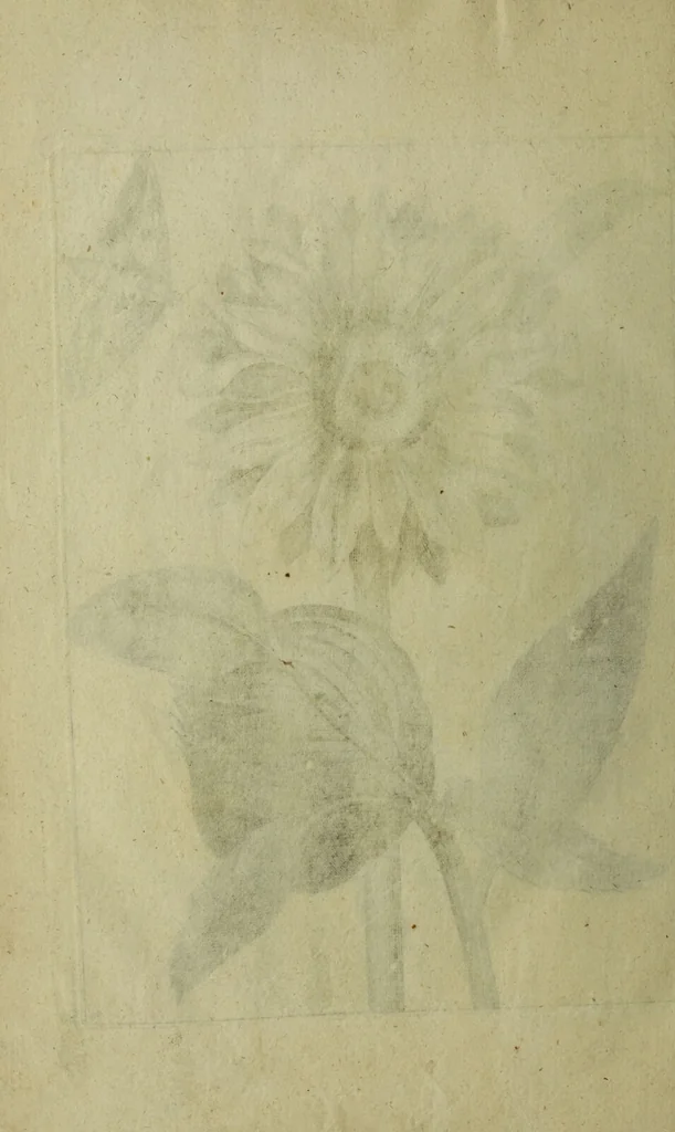An illustration from Blumen und Insecten-Buch, darinnen auf das fleissigsten nicht allein die Blumen mit ihren Blättern nach den Leben ins Kupffer vor Augen gestellet; sondern auch jede Blume nach ihren eigentlichen Nahmen genennet, etc / [Anon]., 1790, leaf 122