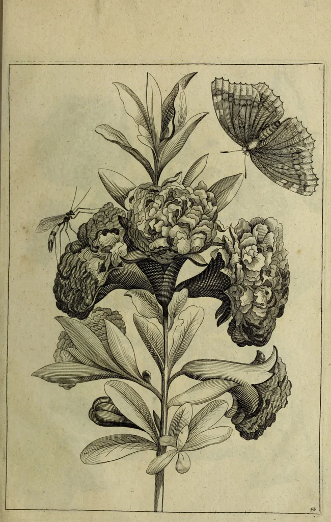 An illustration from Blumen und Insecten-Buch, darinnen auf das fleissigsten nicht allein die Blumen mit ihren Blättern nach den Leben ins Kupffer vor Augen gestellet; sondern auch jede Blume nach ihren eigentlichen Nahmen genennet, etc / [Anon]., 1790, leaf 123