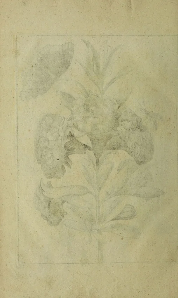 An illustration from Blumen und Insecten-Buch, darinnen auf das fleissigsten nicht allein die Blumen mit ihren Blättern nach den Leben ins Kupffer vor Augen gestellet; sondern auch jede Blume nach ihren eigentlichen Nahmen genennet, etc / [Anon]., 1790, leaf 124