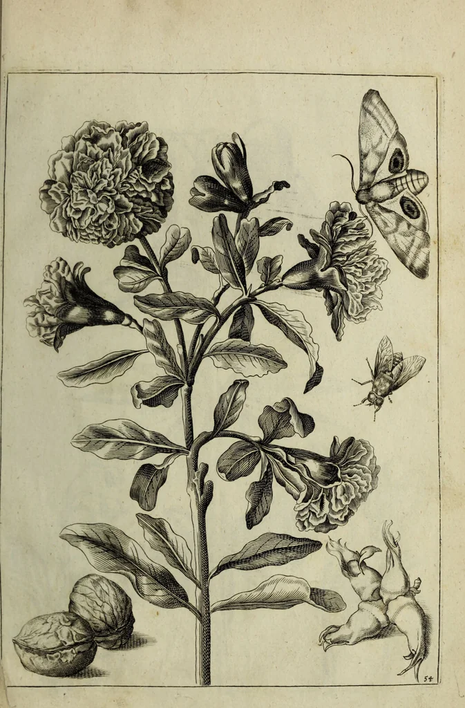 An illustration from Blumen und Insecten-Buch, darinnen auf das fleissigsten nicht allein die Blumen mit ihren Blättern nach den Leben ins Kupffer vor Augen gestellet; sondern auch jede Blume nach ihren eigentlichen Nahmen genennet, etc / [Anon]., 1790, leaf 125