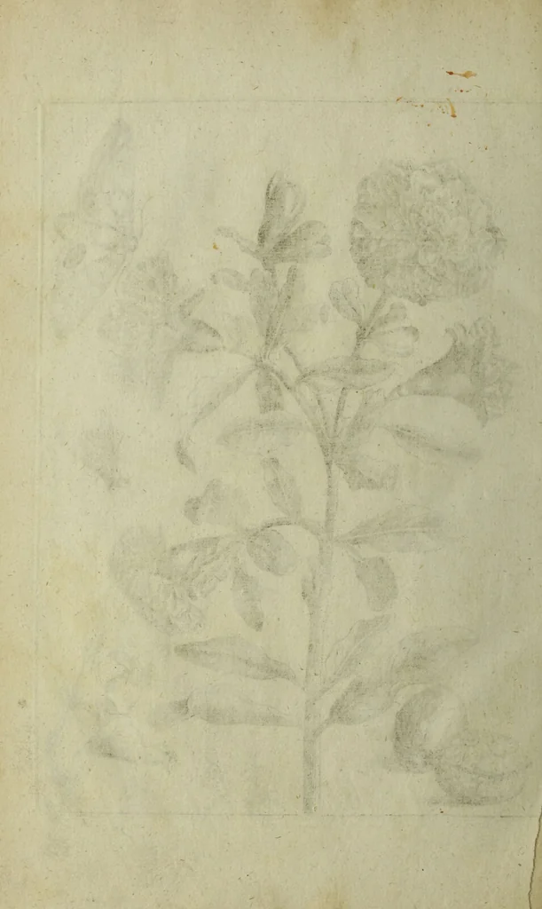An illustration from Blumen und Insecten-Buch, darinnen auf das fleissigsten nicht allein die Blumen mit ihren Blättern nach den Leben ins Kupffer vor Augen gestellet; sondern auch jede Blume nach ihren eigentlichen Nahmen genennet, etc / [Anon]., 1790, leaf 126