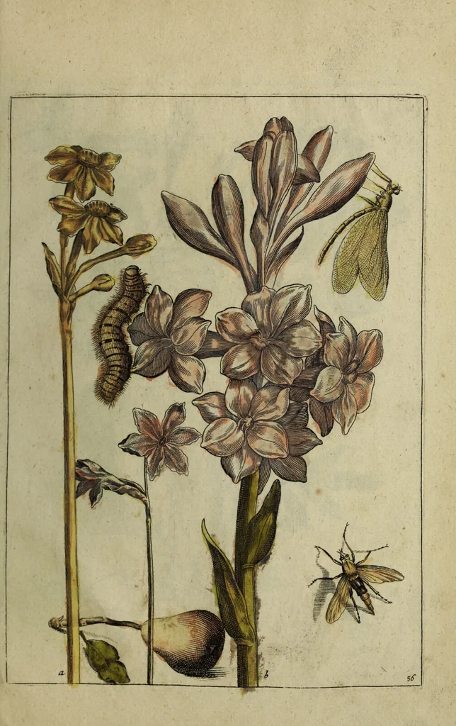 An illustration from Blumen und Insecten-Buch, darinnen auf das fleissigsten nicht allein die Blumen mit ihren Blättern nach den Leben ins Kupffer vor Augen gestellet; sondern auch jede Blume nach ihren eigentlichen Nahmen genennet, etc / [Anon]., 1790, leaf 129