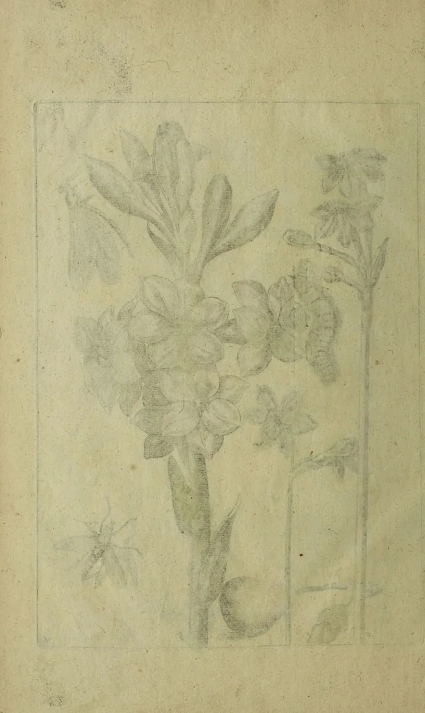 An illustration from Blumen und Insecten-Buch, darinnen auf das fleissigsten nicht allein die Blumen mit ihren Blättern nach den Leben ins Kupffer vor Augen gestellet; sondern auch jede Blume nach ihren eigentlichen Nahmen genennet, etc / [Anon]., 1790, leaf 130