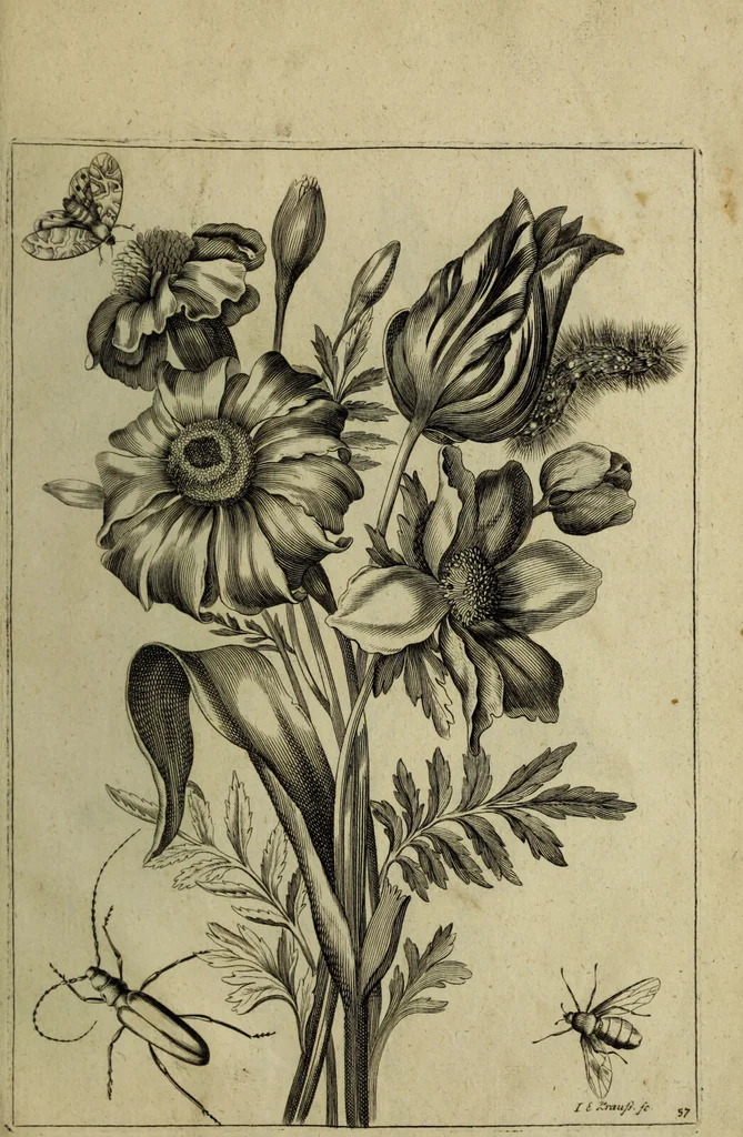 An illustration from Blumen und Insecten-Buch, darinnen auf das fleissigsten nicht allein die Blumen mit ihren Blättern nach den Leben ins Kupffer vor Augen gestellet; sondern auch jede Blume nach ihren eigentlichen Nahmen genennet, etc / [Anon]., 1790, leaf 131