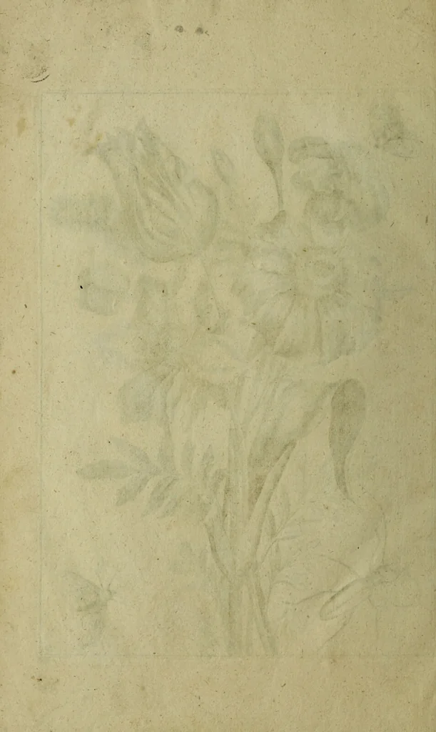 An illustration from Blumen und Insecten-Buch, darinnen auf das fleissigsten nicht allein die Blumen mit ihren Blättern nach den Leben ins Kupffer vor Augen gestellet; sondern auch jede Blume nach ihren eigentlichen Nahmen genennet, etc / [Anon]., 1790, leaf 132
