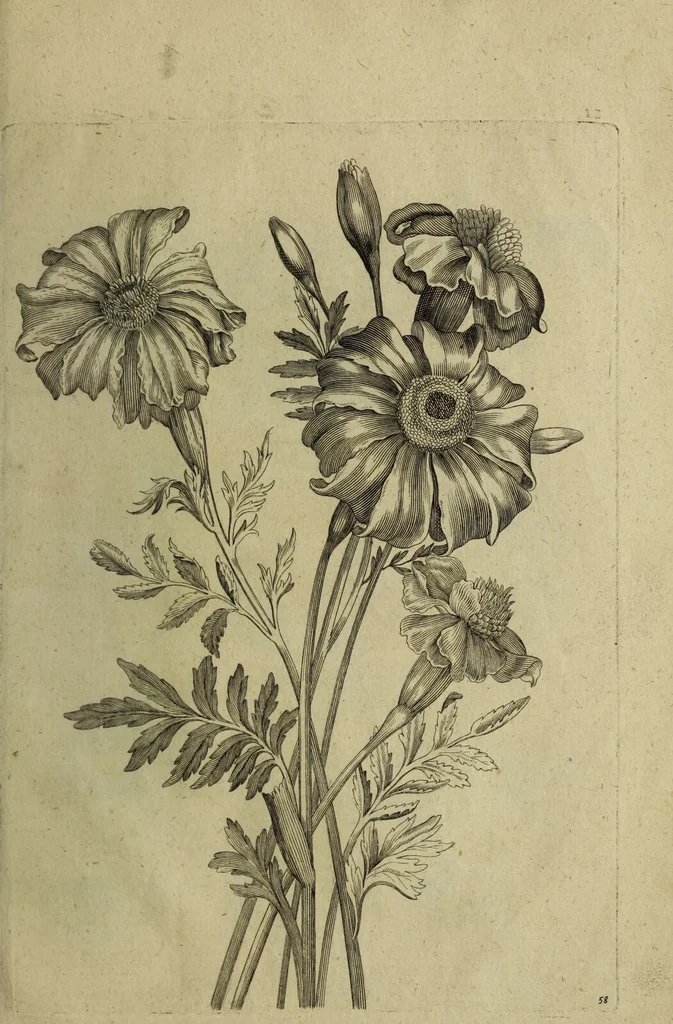 An illustration from Blumen und Insecten-Buch, darinnen auf das fleissigsten nicht allein die Blumen mit ihren Blättern nach den Leben ins Kupffer vor Augen gestellet; sondern auch jede Blume nach ihren eigentlichen Nahmen genennet, etc / [Anon]., 1790, leaf 133