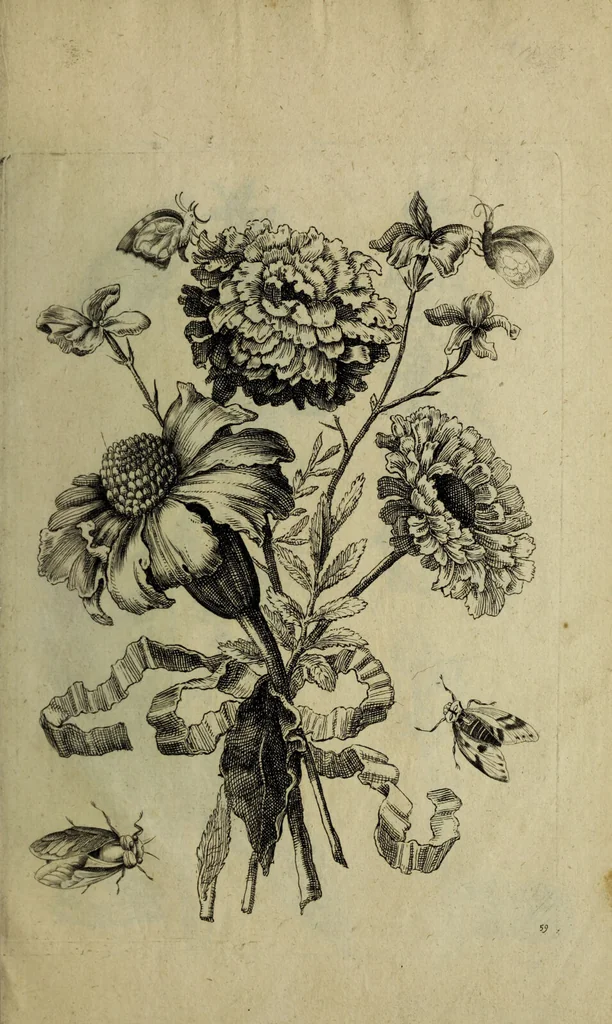 An illustration from Blumen und Insecten-Buch, darinnen auf das fleissigsten nicht allein die Blumen mit ihren Blättern nach den Leben ins Kupffer vor Augen gestellet; sondern auch jede Blume nach ihren eigentlichen Nahmen genennet, etc / [Anon]., 1790, leaf 135