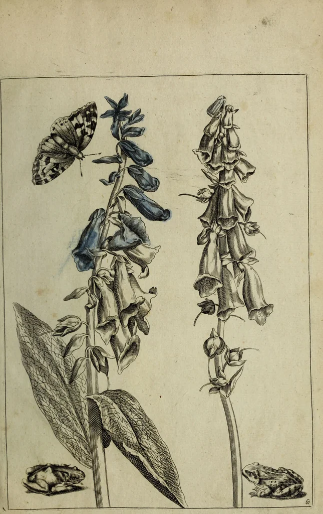 An illustration from Blumen und Insecten-Buch, darinnen auf das fleissigsten nicht allein die Blumen mit ihren Blättern nach den Leben ins Kupffer vor Augen gestellet; sondern auch jede Blume nach ihren eigentlichen Nahmen genennet, etc / [Anon]., 1790, leaf 137