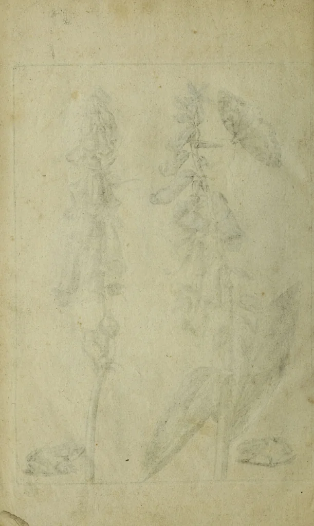 An illustration from Blumen und Insecten-Buch, darinnen auf das fleissigsten nicht allein die Blumen mit ihren Blättern nach den Leben ins Kupffer vor Augen gestellet; sondern auch jede Blume nach ihren eigentlichen Nahmen genennet, etc / [Anon]., 1790, leaf 138