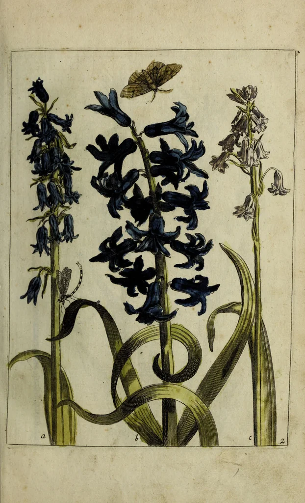 An illustration from Blumen und Insecten-Buch, darinnen auf das fleissigsten nicht allein die Blumen mit ihren Blättern nach den Leben ins Kupffer vor Augen gestellet; sondern auch jede Blume nach ihren eigentlichen Nahmen genennet, etc / [Anon]., 1790, leaf 21
