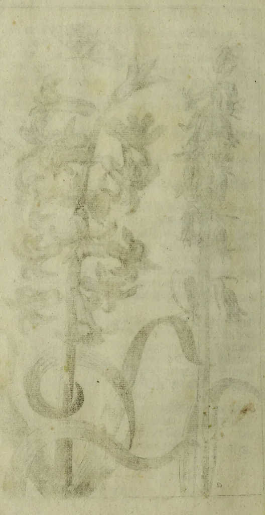 An illustration from Blumen und Insecten-Buch, darinnen auf das fleissigsten nicht allein die Blumen mit ihren Blättern nach den Leben ins Kupffer vor Augen gestellet; sondern auch jede Blume nach ihren eigentlichen Nahmen genennet, etc / [Anon]., 1790, leaf 22