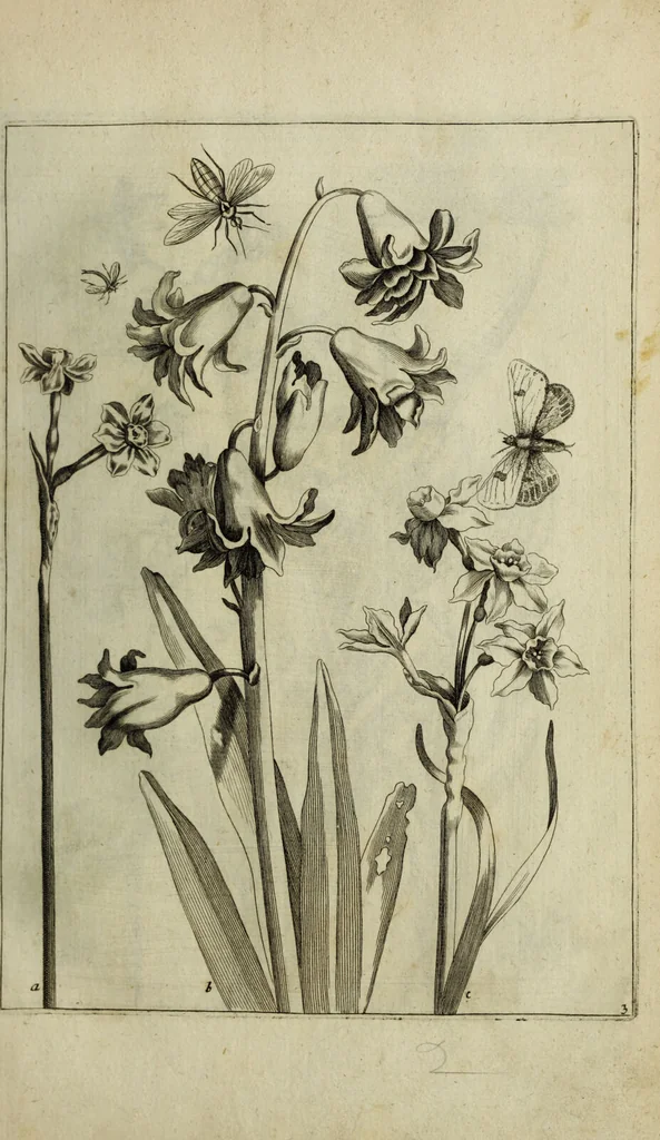 An illustration from Blumen und Insecten-Buch, darinnen auf das fleissigsten nicht allein die Blumen mit ihren Blättern nach den Leben ins Kupffer vor Augen gestellet; sondern auch jede Blume nach ihren eigentlichen Nahmen genennet, etc / [Anon]., 1790, leaf 23