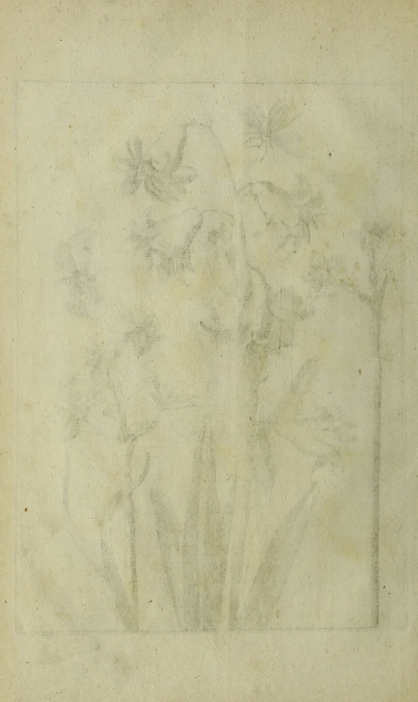 An illustration from Blumen und Insecten-Buch, darinnen auf das fleissigsten nicht allein die Blumen mit ihren Blättern nach den Leben ins Kupffer vor Augen gestellet; sondern auch jede Blume nach ihren eigentlichen Nahmen genennet, etc / [Anon]., 1790, leaf 24
