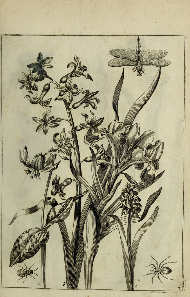 An illustration from Blumen und Insecten-Buch, darinnen auf das fleissigsten nicht allein die Blumen mit ihren Blättern nach den Leben ins Kupffer vor Augen gestellet; sondern auch jede Blume nach ihren eigentlichen Nahmen genennet, etc / [Anon]., 1790, leaf 25