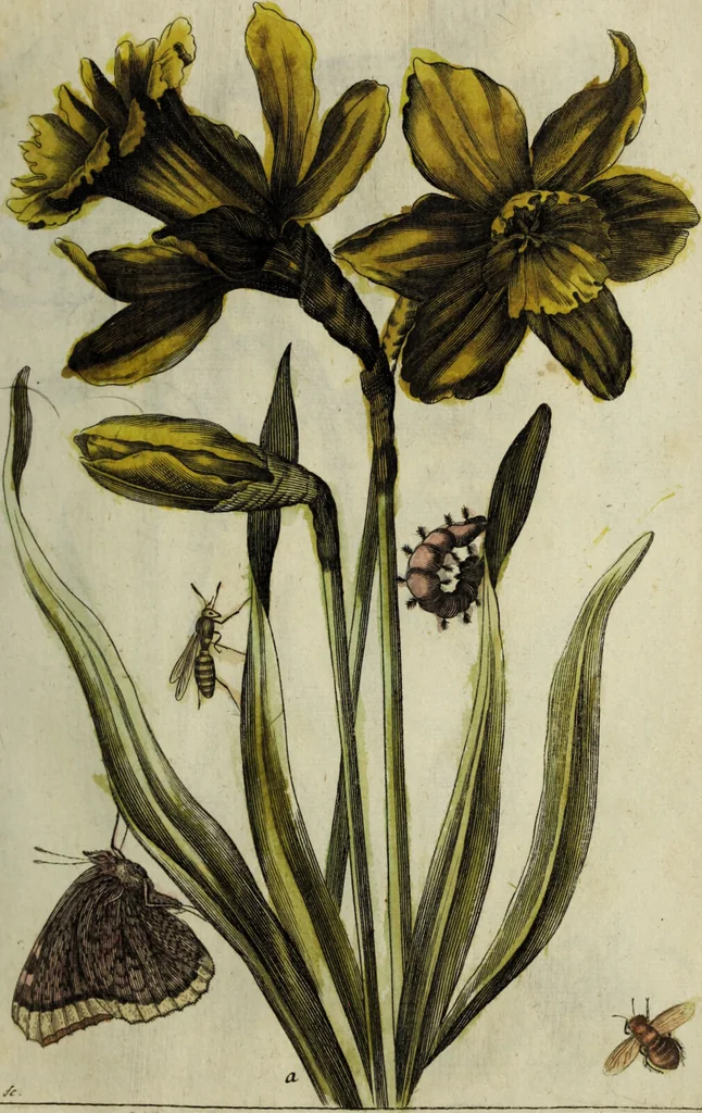 An illustration from Blumen und Insecten-Buch, darinnen auf das fleissigsten nicht allein die Blumen mit ihren Blättern nach den Leben ins Kupffer vor Augen gestellet; sondern auch jede Blume nach ihren eigentlichen Nahmen genennet, etc / [Anon]., 1790, leaf 29