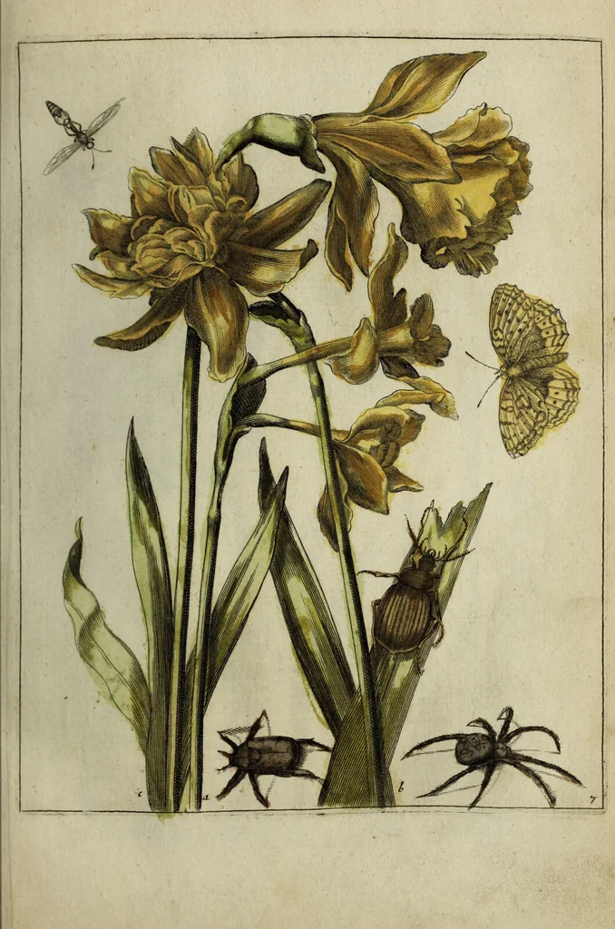 An illustration from Blumen und Insecten-Buch, darinnen auf das fleissigsten nicht allein die Blumen mit ihren Blättern nach den Leben ins Kupffer vor Augen gestellet; sondern auch jede Blume nach ihren eigentlichen Nahmen genennet, etc / [Anon]., 1790, leaf 31